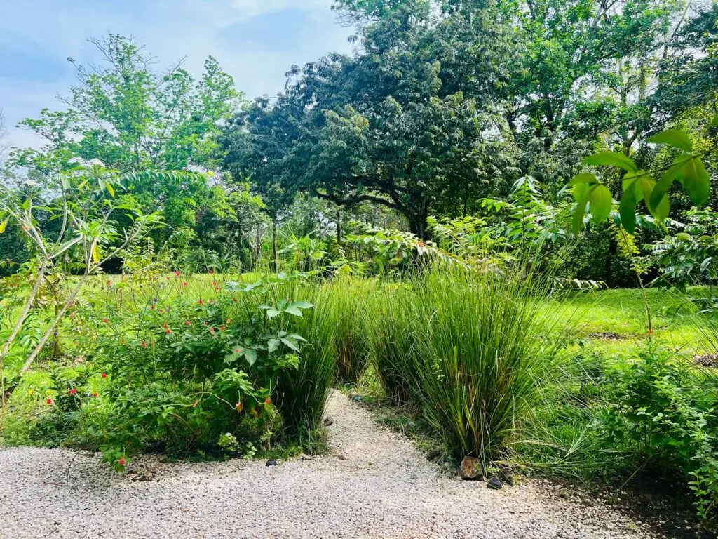 Las Delicias Jungle Retreat photo 14