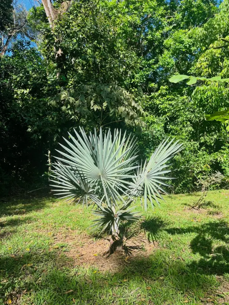 Las Delicias Jungle Retreat photo 23