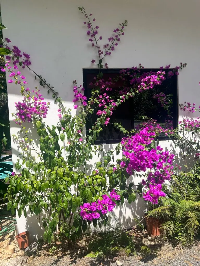 Las Delicias Jungle Retreat photo 24
