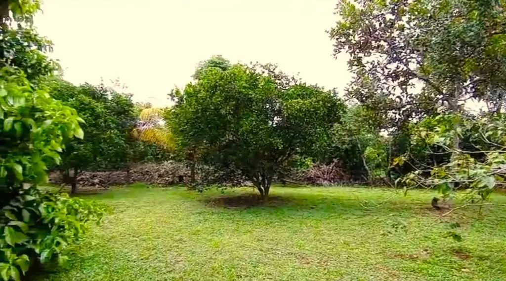 Casa Guapinol: Tranquil Costa Rican Retreat photo 12