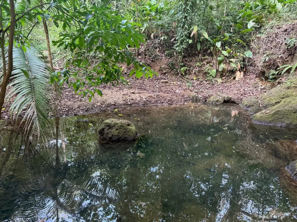 Agua Selva Estate: 5-Acre Blue Zone Jewel photo 16
