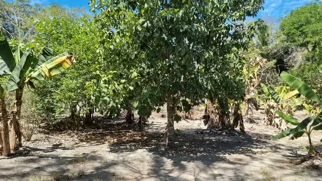 Cabuya Beachfront Lot for Sale photo 14