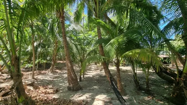 Cabuya Beachfront Lot for Sale photo 3