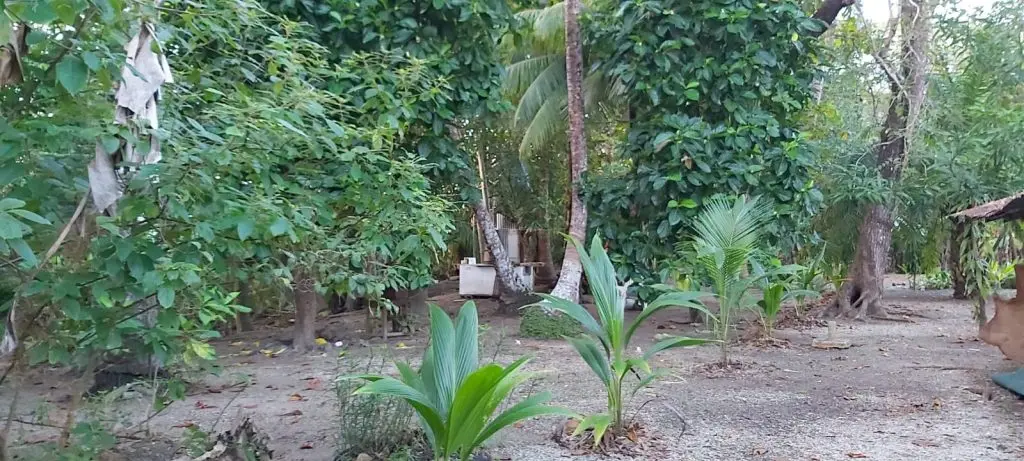 Cabuya Beachfront Lot for Sale photo 6