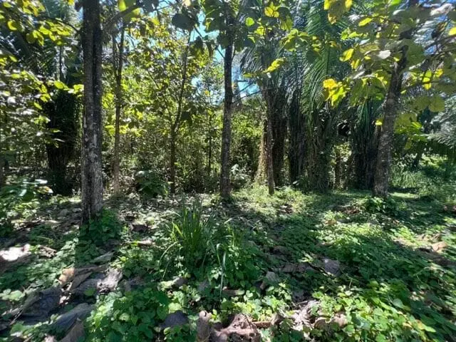 Prime Cabuya Property photo 10