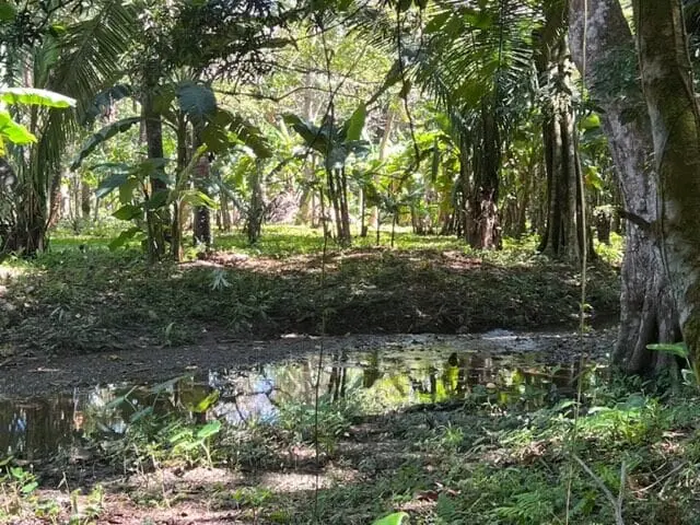 Prime Cabuya Property photo 11