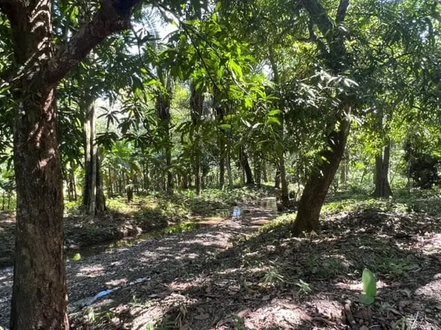 Prime Cabuya Property photo 12