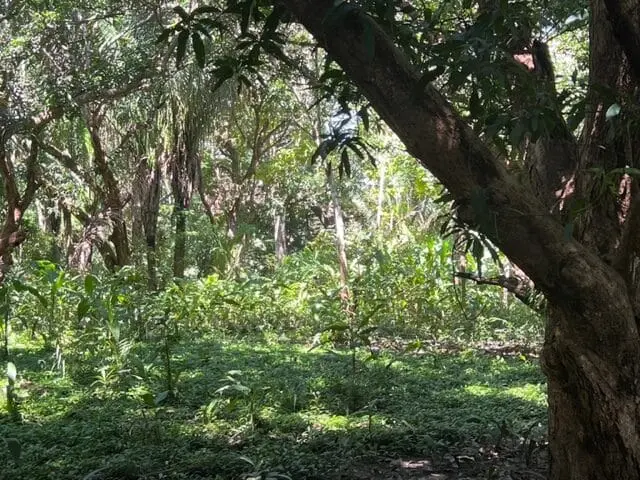 Prime Cabuya Property photo 13
