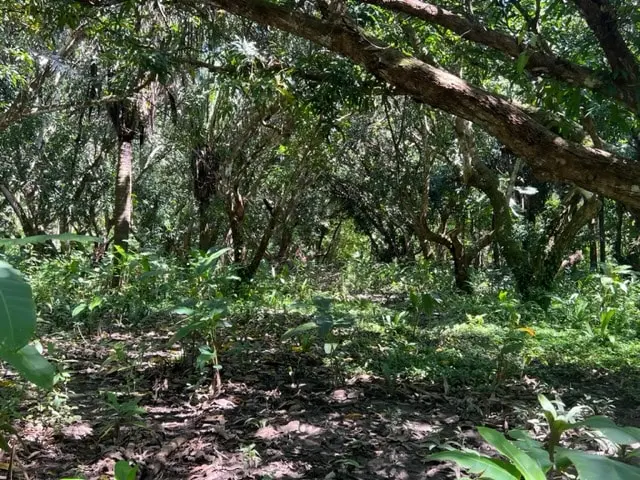 Prime Cabuya Property photo 16