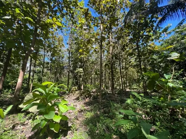 Prime Cabuya Property photo 15