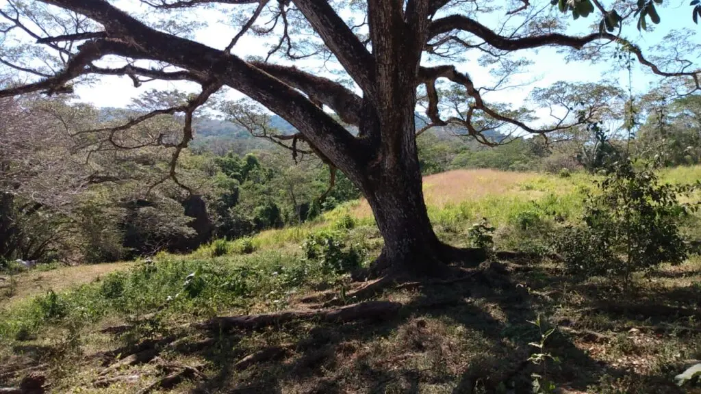 The Estate in Cabuya photo 6