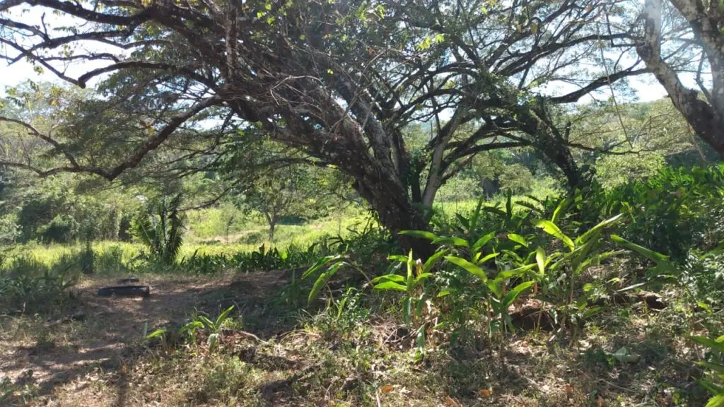 The Estate in Cabuya photo 8