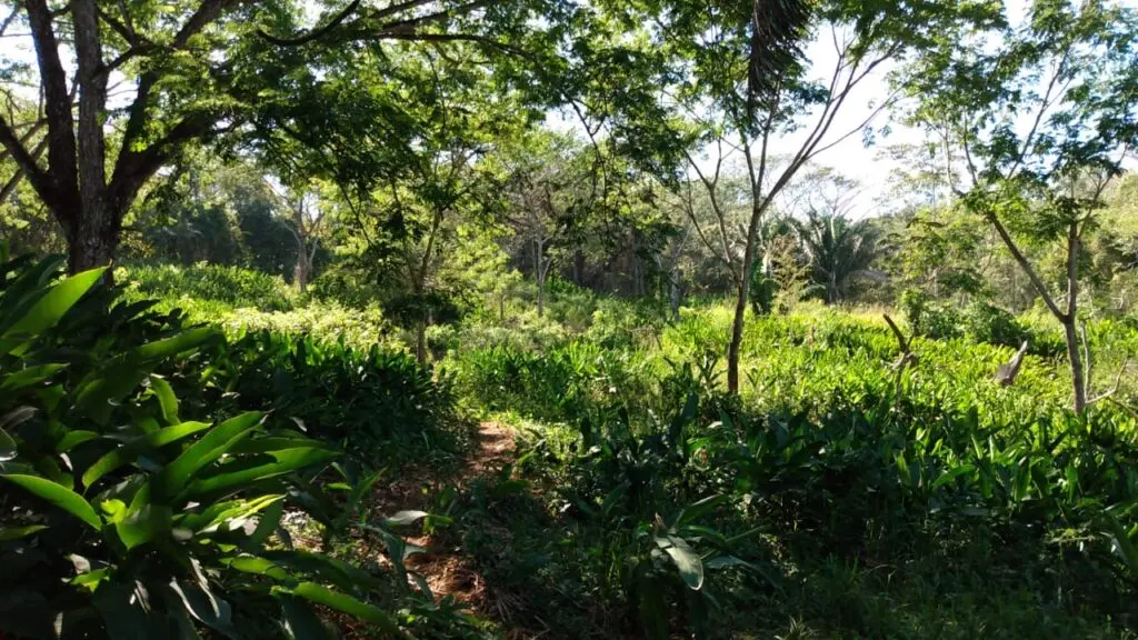 The Estate in Cabuya photo 13