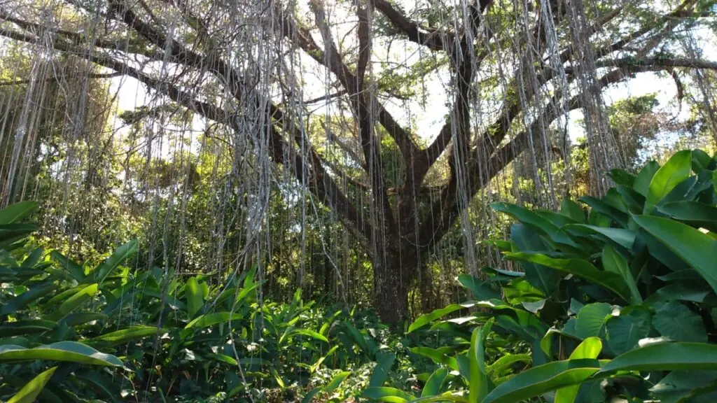The Estate in Cabuya photo 17