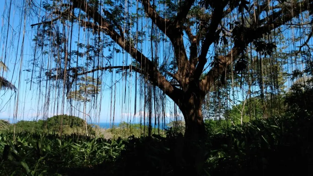 The Estate in Cabuya photo 3