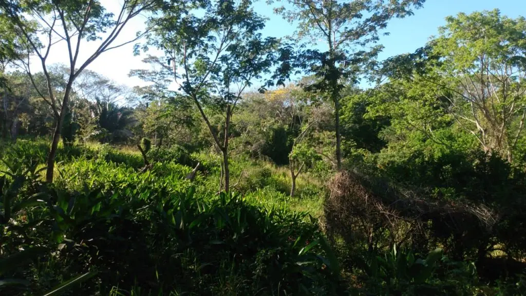 The Estate in Cabuya photo 19