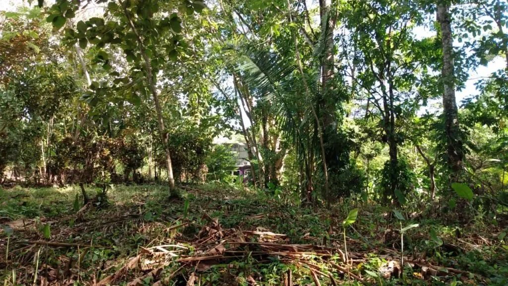 Spacious Lot in Cabuya photo 2