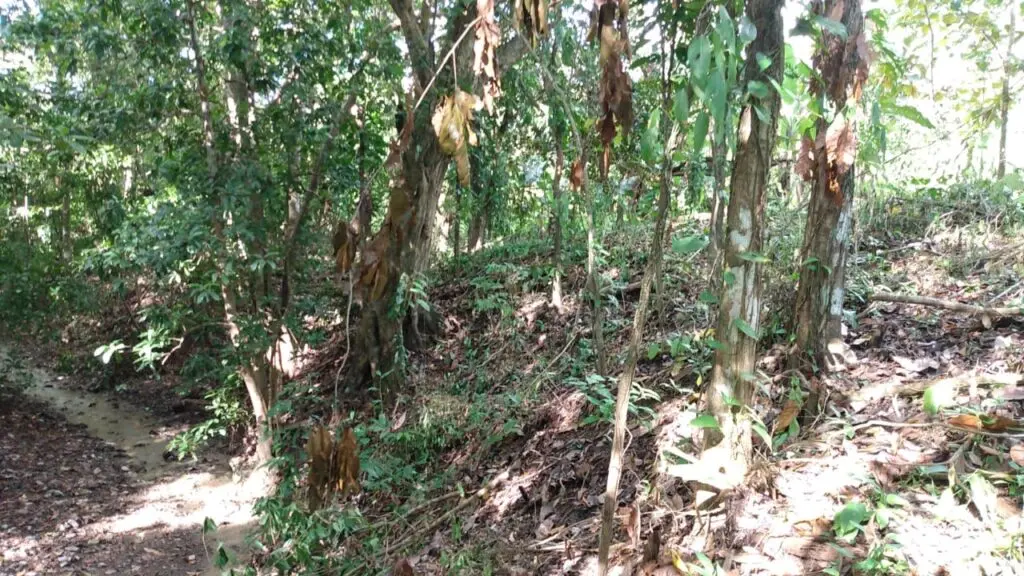 Spacious Lot in Cabuya photo 4