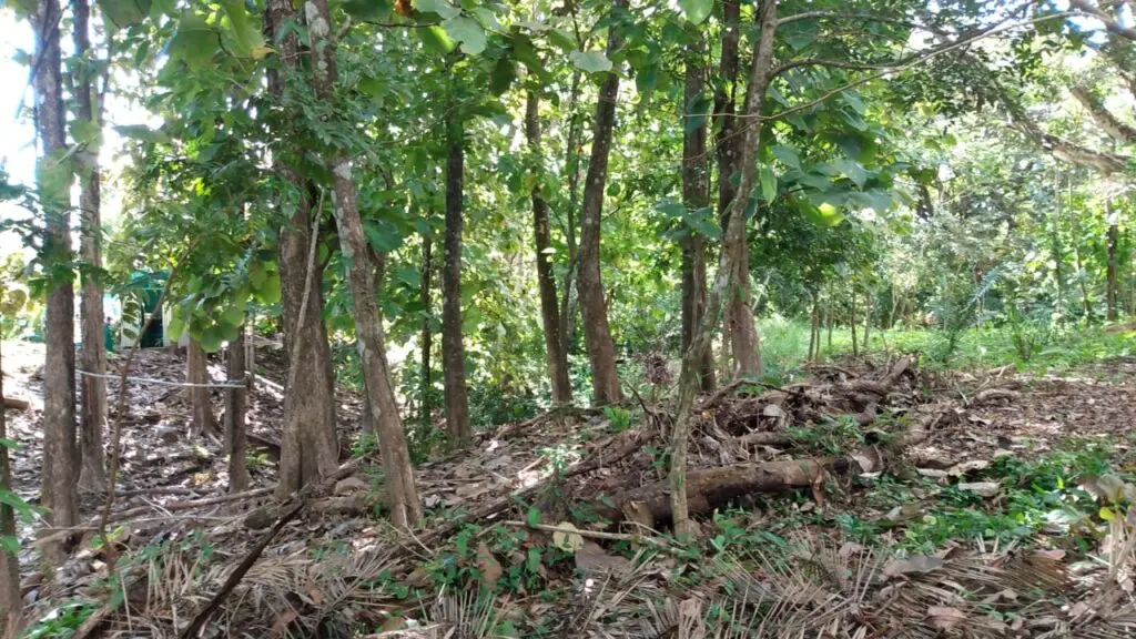 Spacious Lot in Cabuya photo 5