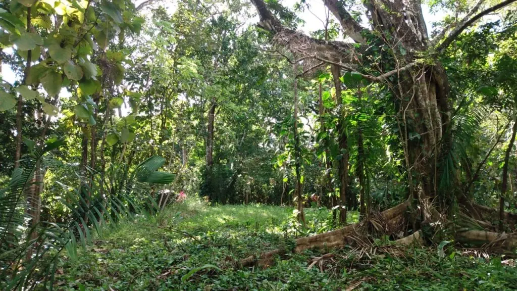 Spacious Lot in Cabuya photo 8