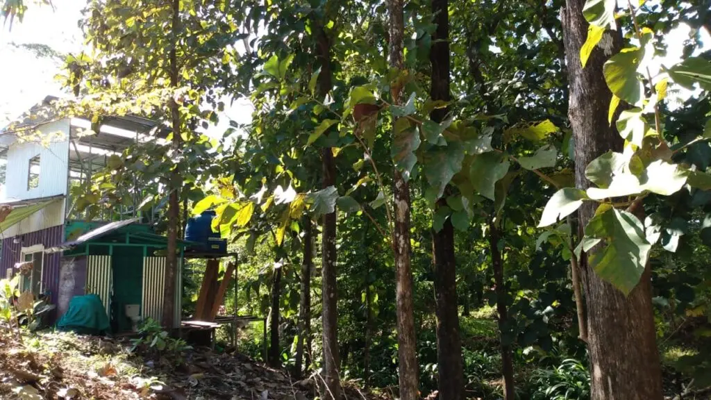 Spacious Lot in Cabuya photo 6