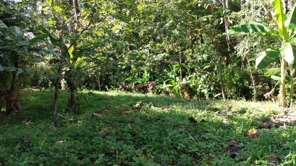 Spacious Lot in Cabuya photo 10