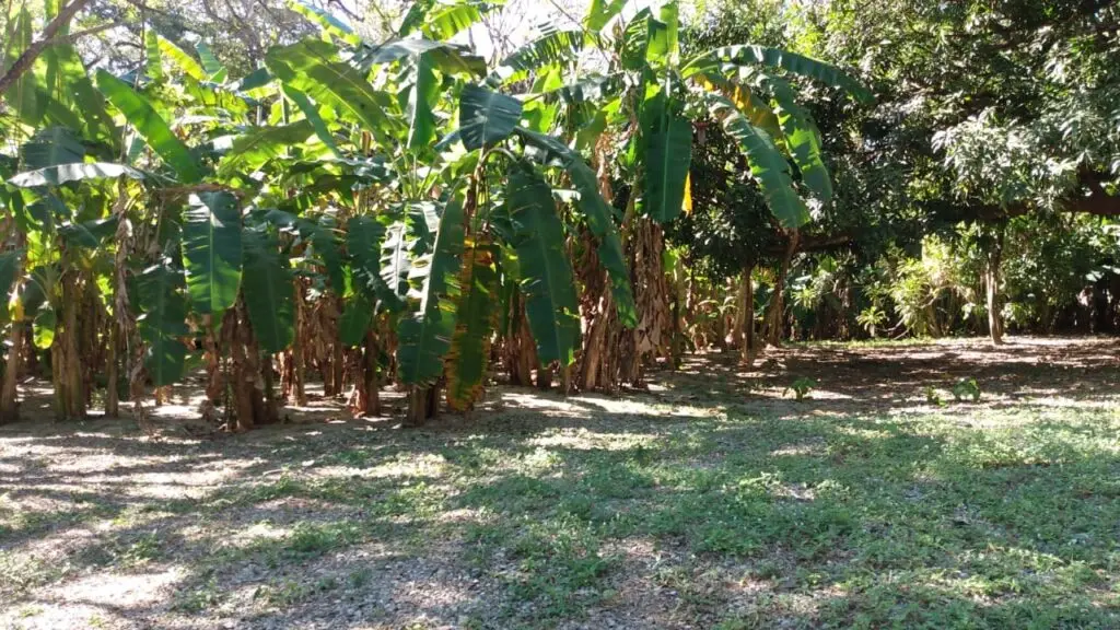 Beachfront Lot in Cabuya, Costa Rica photo 5