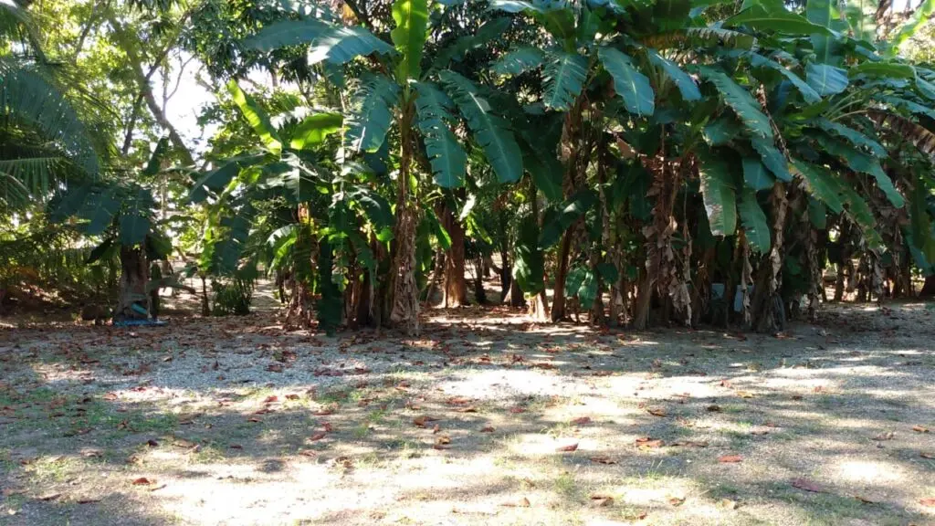 Beachfront Lot in Cabuya, Costa Rica photo 4
