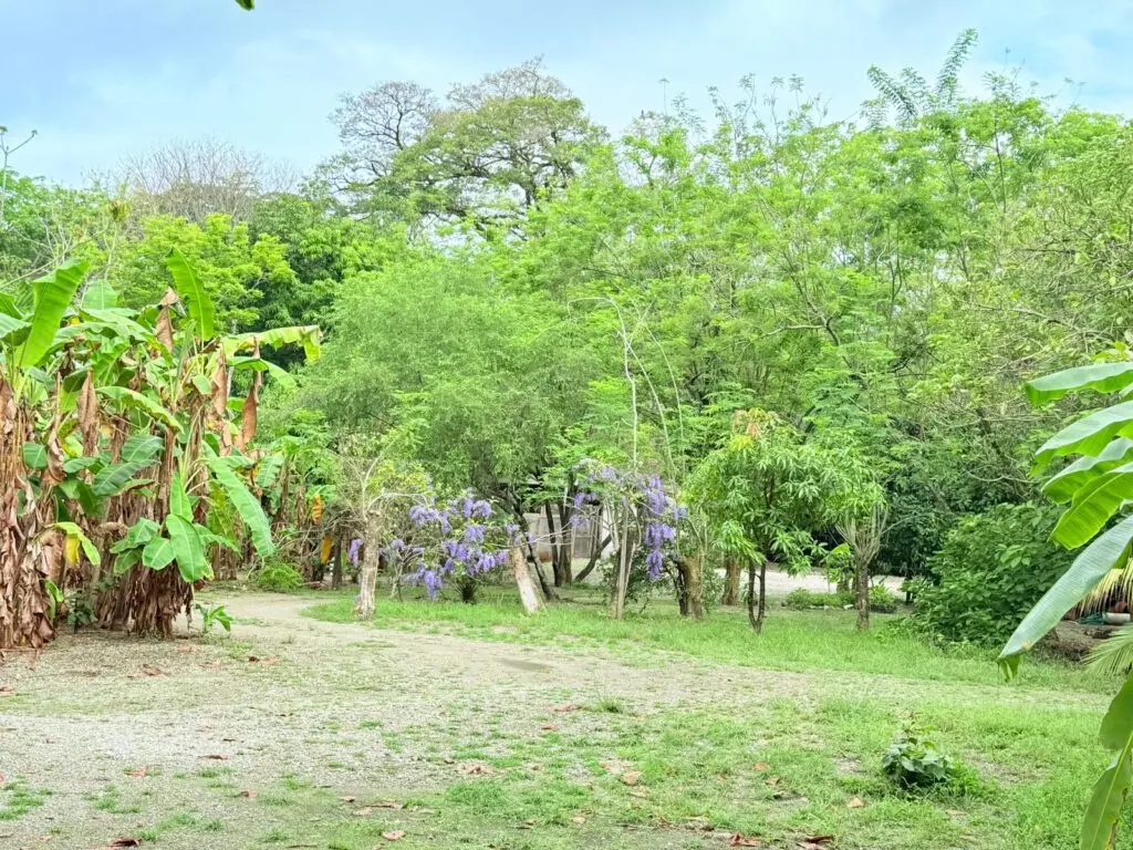 Beachfront Lot in Cabuya, Costa Rica photo 21