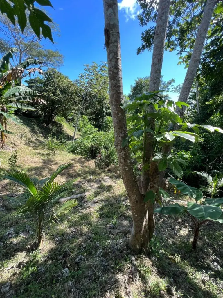 Ocean View Hermosa House & Land for Sale photo 17