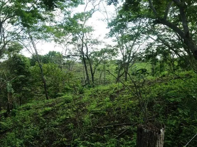Ceiba Hills Estate photo 2