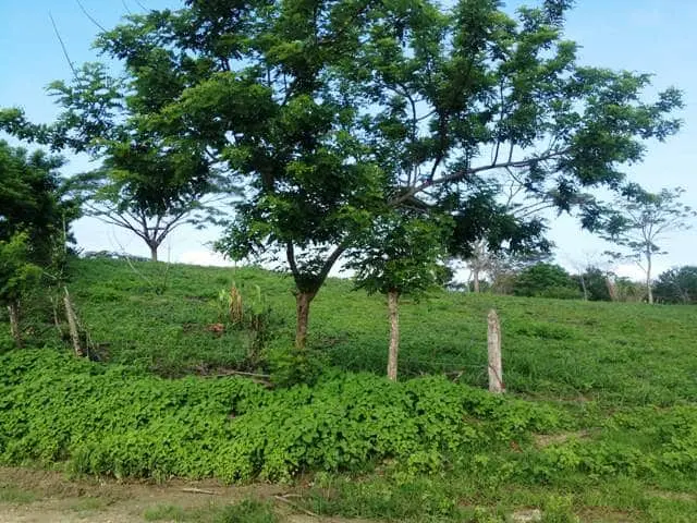 Ceiba Hills Estate photo 5