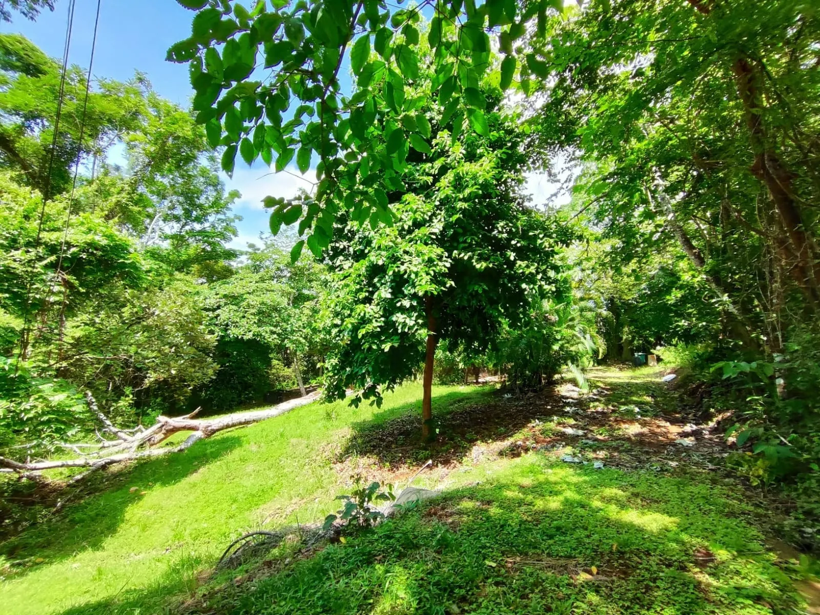 Flat Commercial Lot on the Montezuma-Cobano Road photo 5