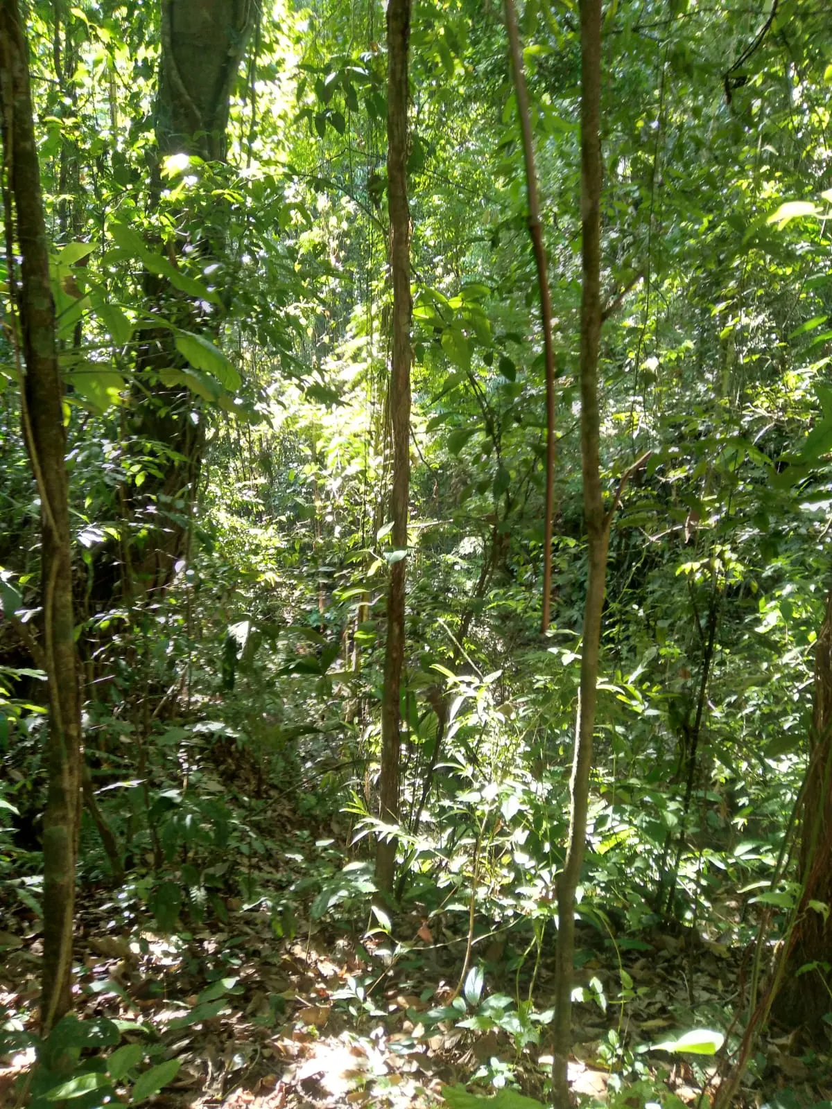 Flat 2,500 m2 Commercial Lot with River Access in Las Delicias photo 8