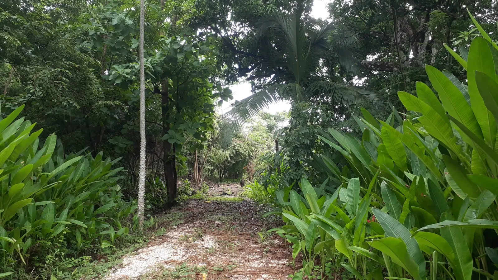 Flat Lot 150 m from Beach, Mal Pais photo 1