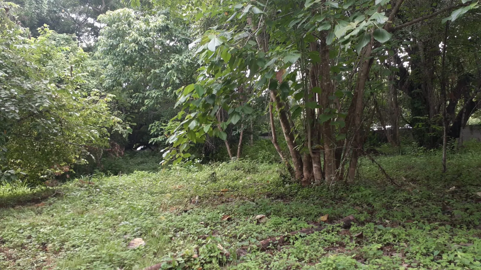 Flat Lot 150 m from Beach, Mal Pais photo 2
