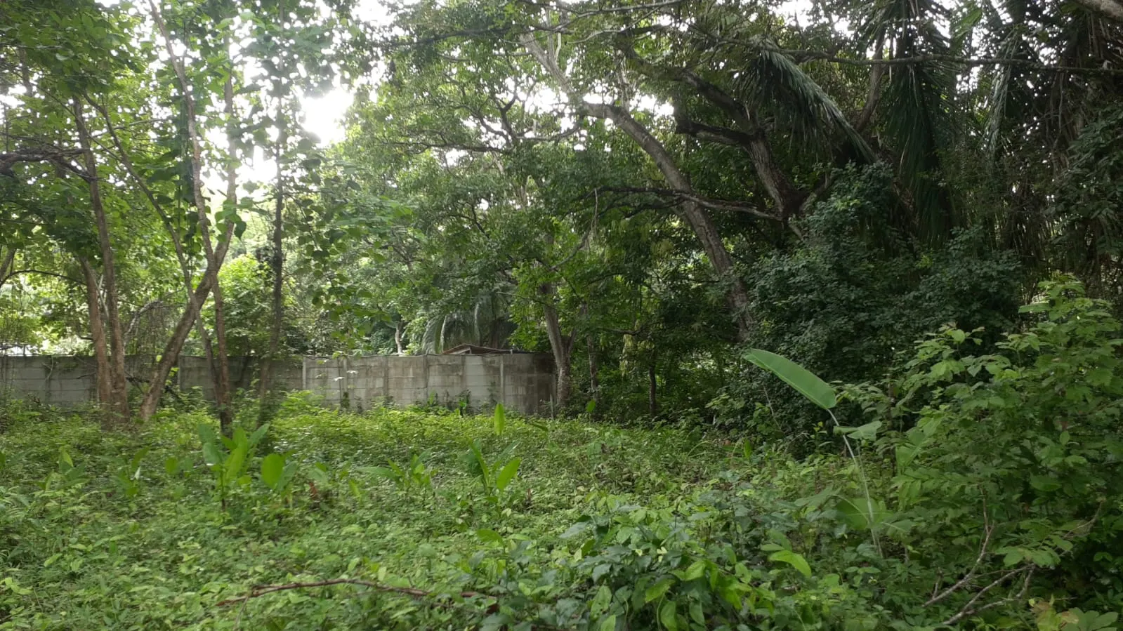 Flat Lot 150 m from Beach, Mal Pais photo 3