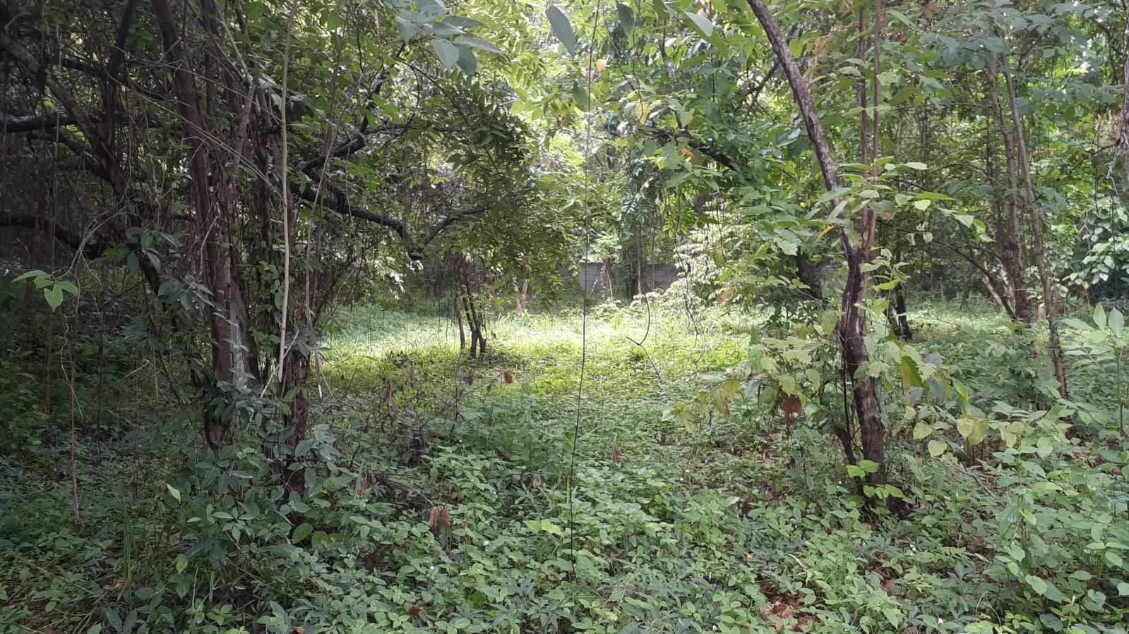 Flat Lot 150 m from Beach, Mal Pais photo 4