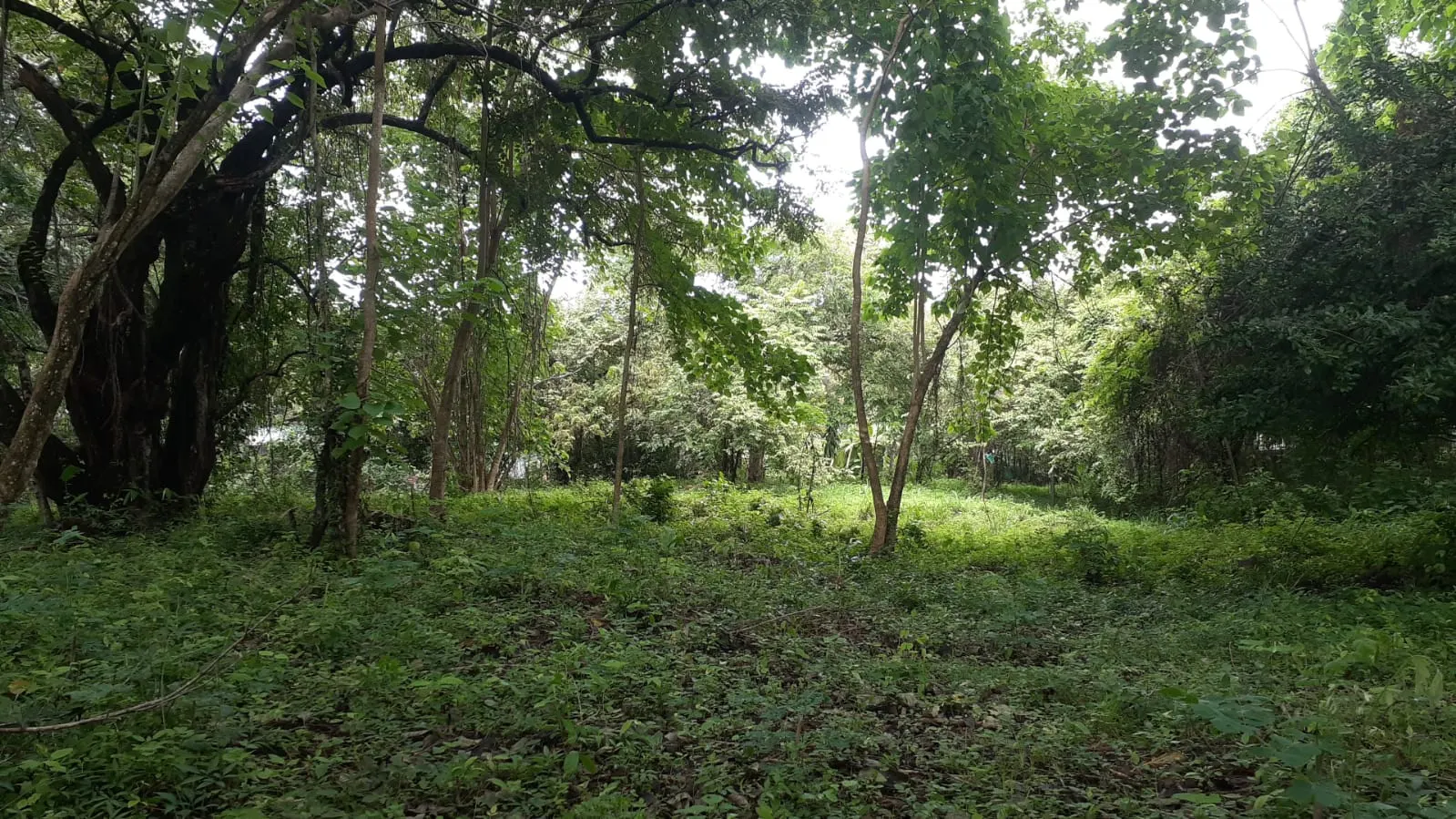 Flat Lot 150 m from Beach, Mal Pais photo 5