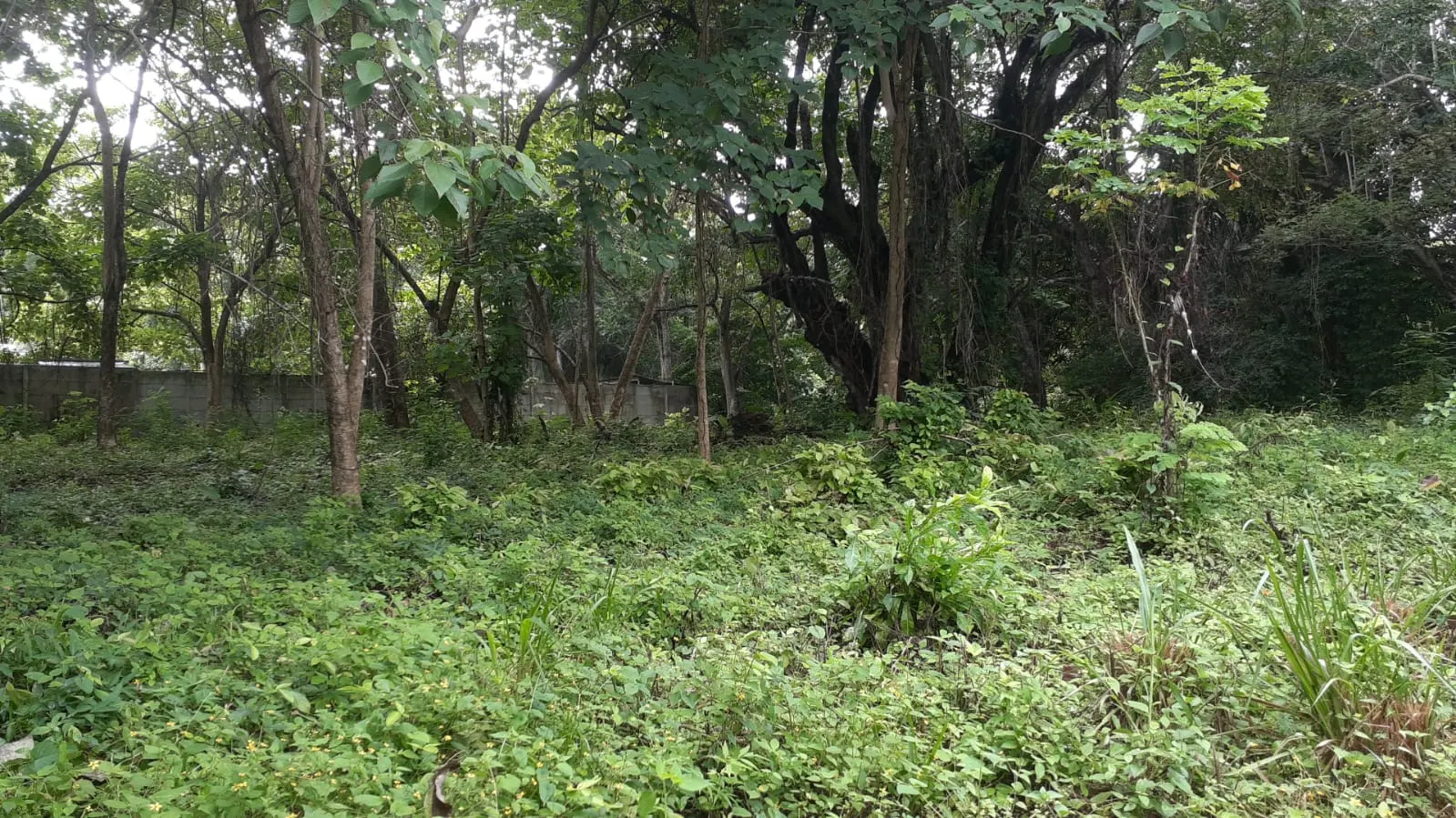 Flat Lot 150 m from Beach, Mal Pais photo 6