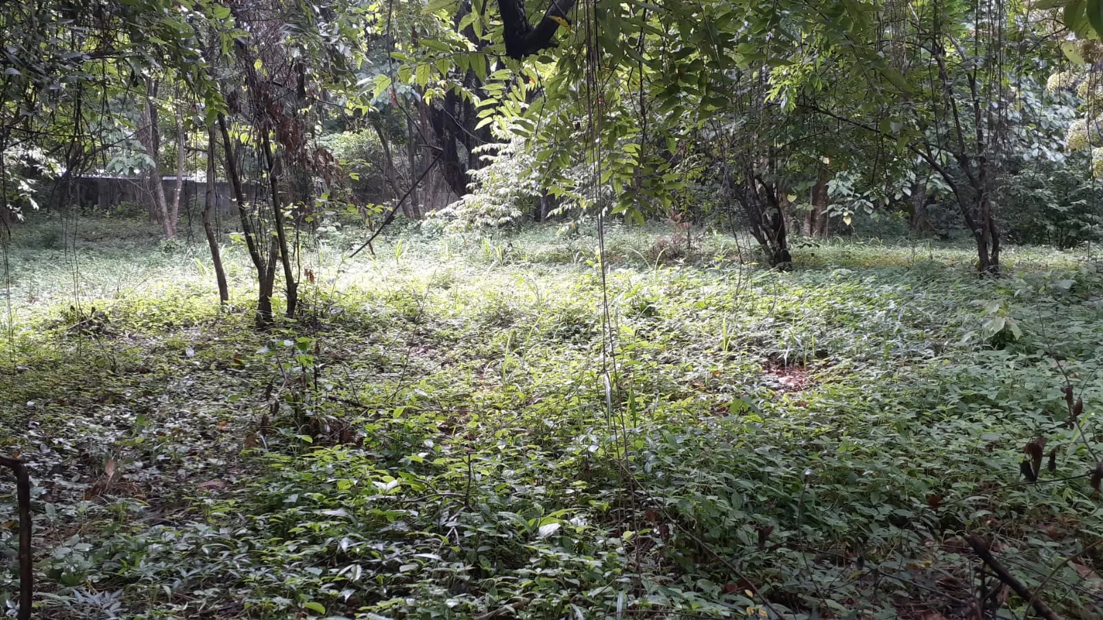Flat Lot 150 m from Beach, Mal Pais photo 7