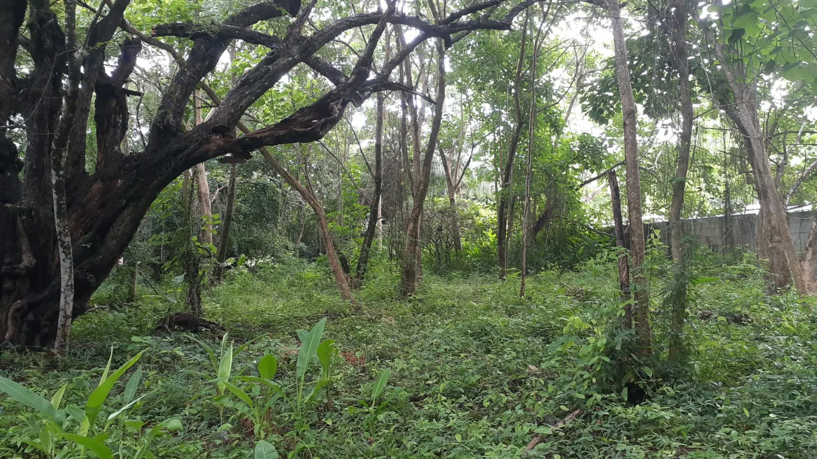 Flat Lot 150 m from Beach, Mal Pais photo 8