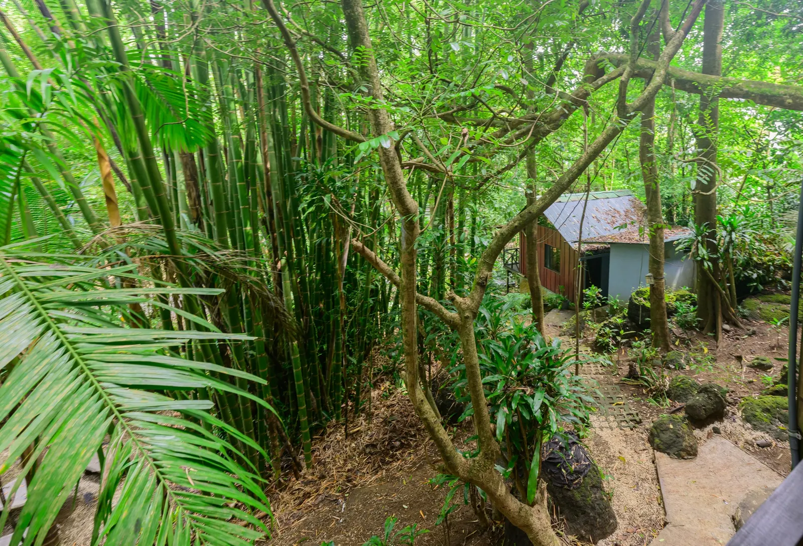 Jungle Lodge Montezuma: Established 15-Room Eco-Hospitality Business photo 7