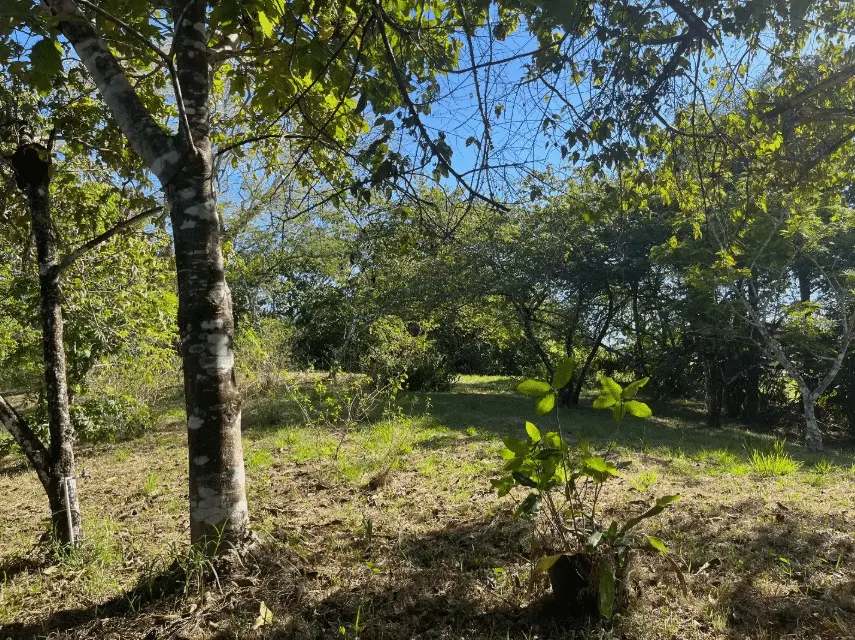 Mixed-Use Land with Partial Ocean Views in Delicias photo 4