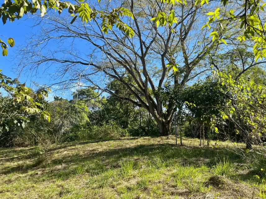 Mixed-Use Land with Partial Ocean Views in Delicias photo 5