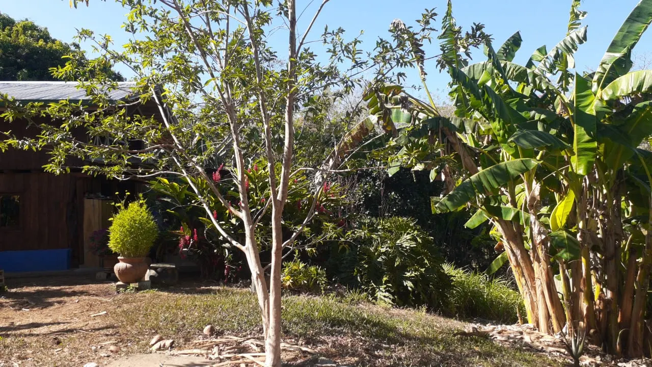 Self-Sufficient Organic Finca with Teak Home Near Montezuma photo 11