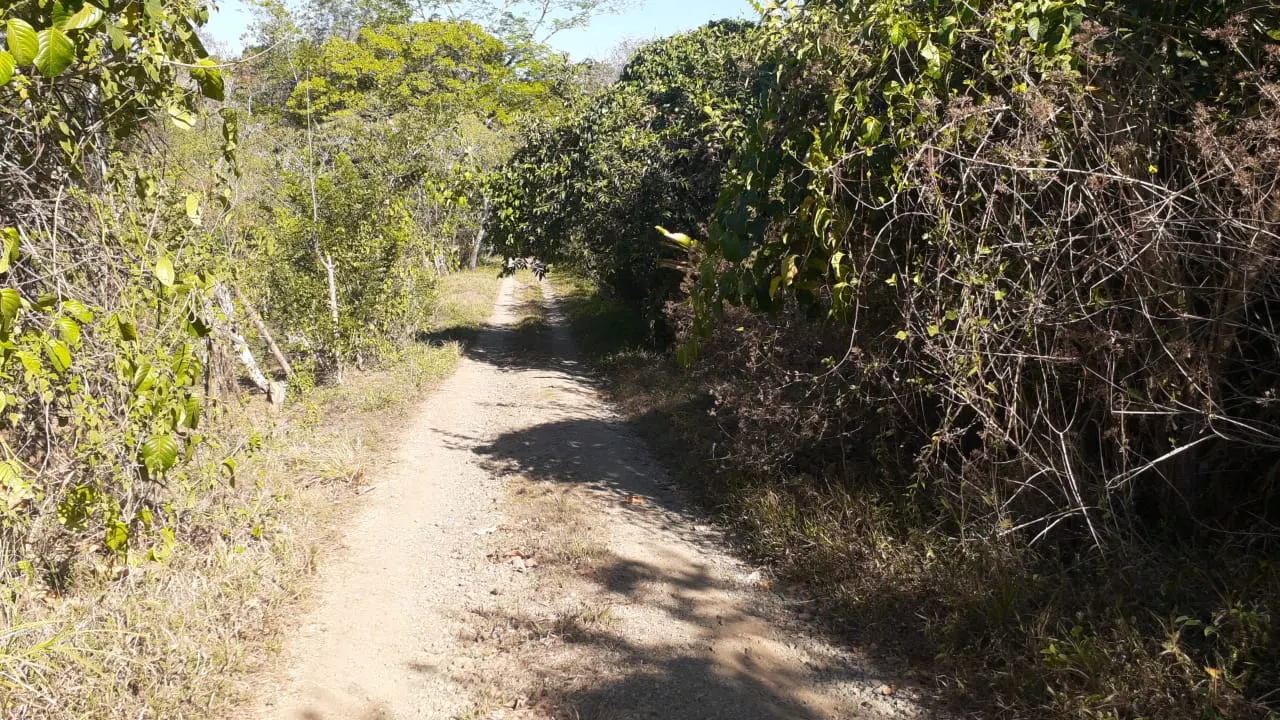 Self-Sufficient Organic Finca with Teak Home Near Montezuma photo 7