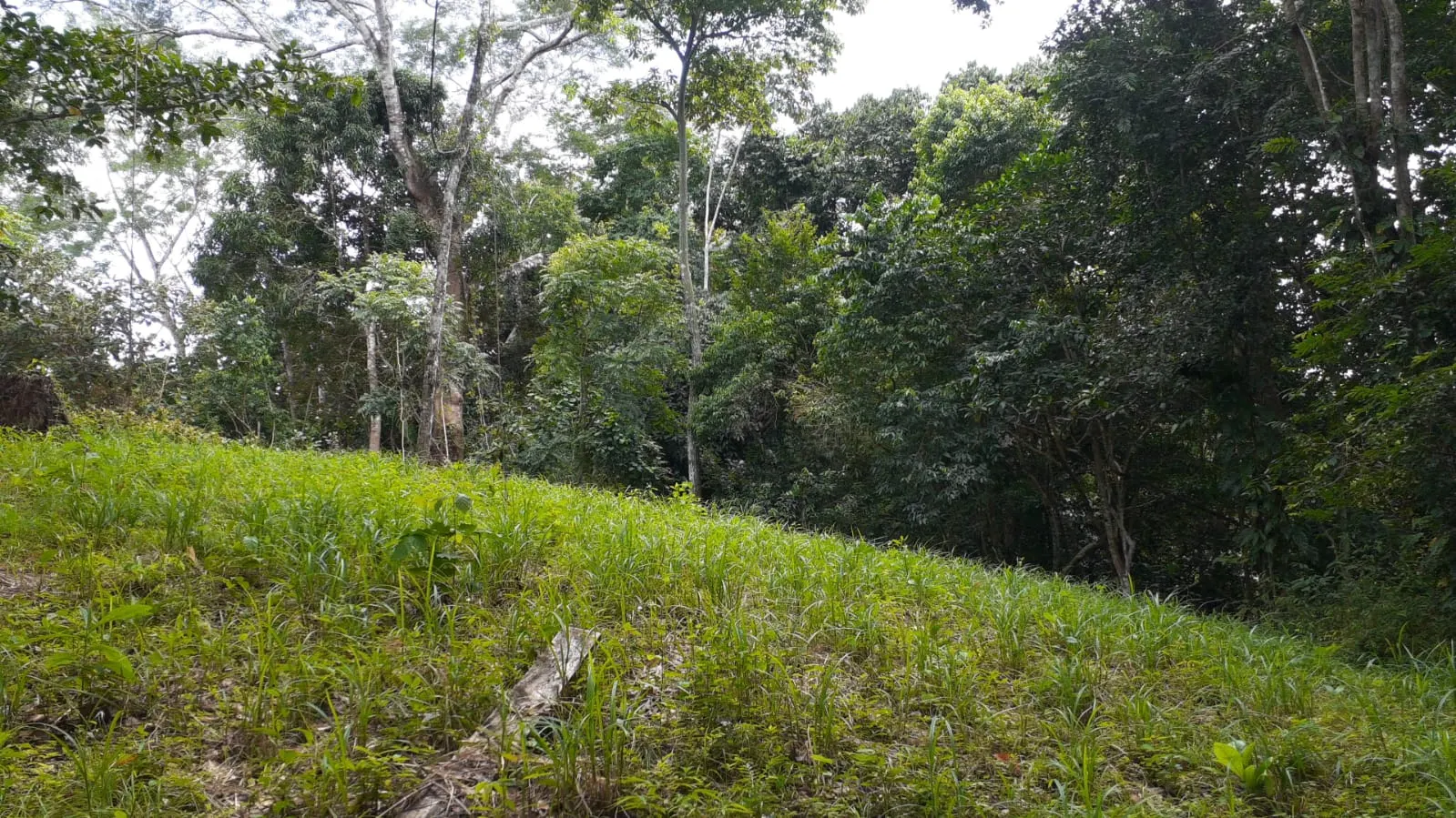 Private 1.44-Acre Lot with Water Meter near Montezuma photo 8