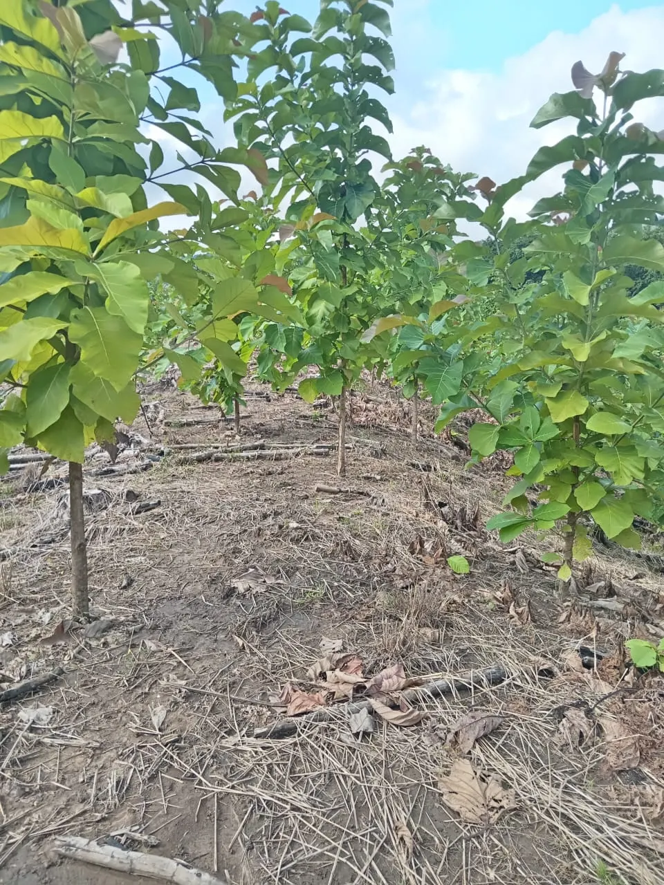 60.5-Acre Eco-Investment with 3,200 Teak Trees near Tambor photo 10
