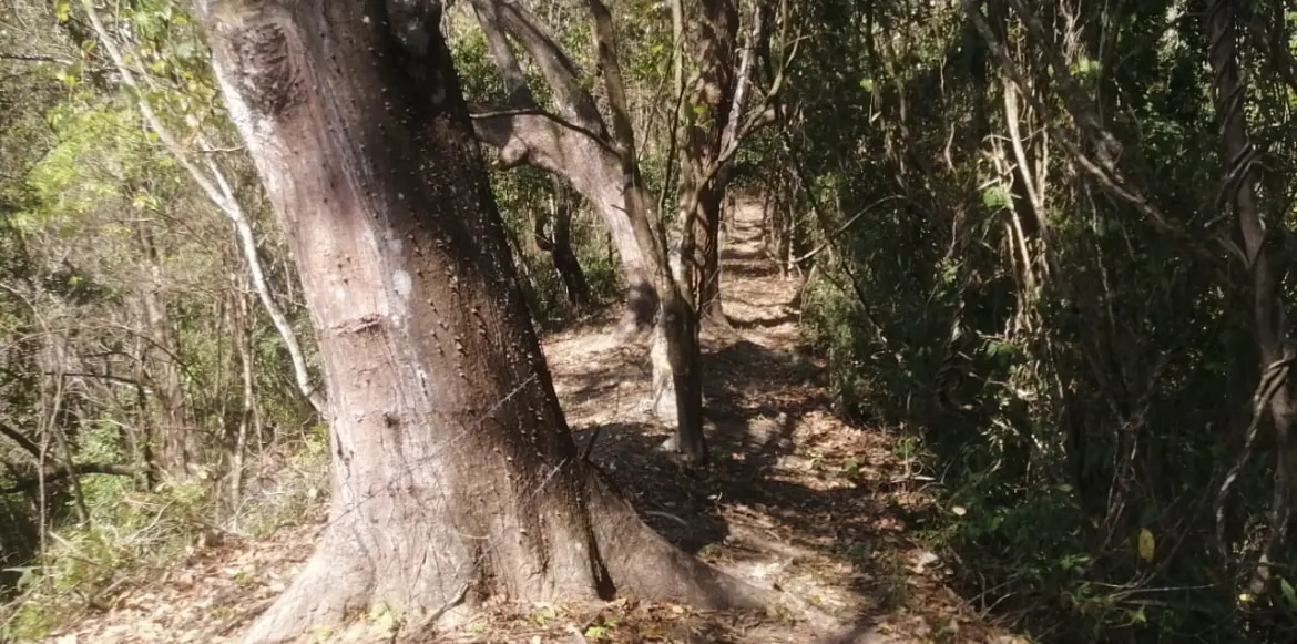 60.5-Acre Eco-Investment with 3,200 Teak Trees near Tambor photo 11